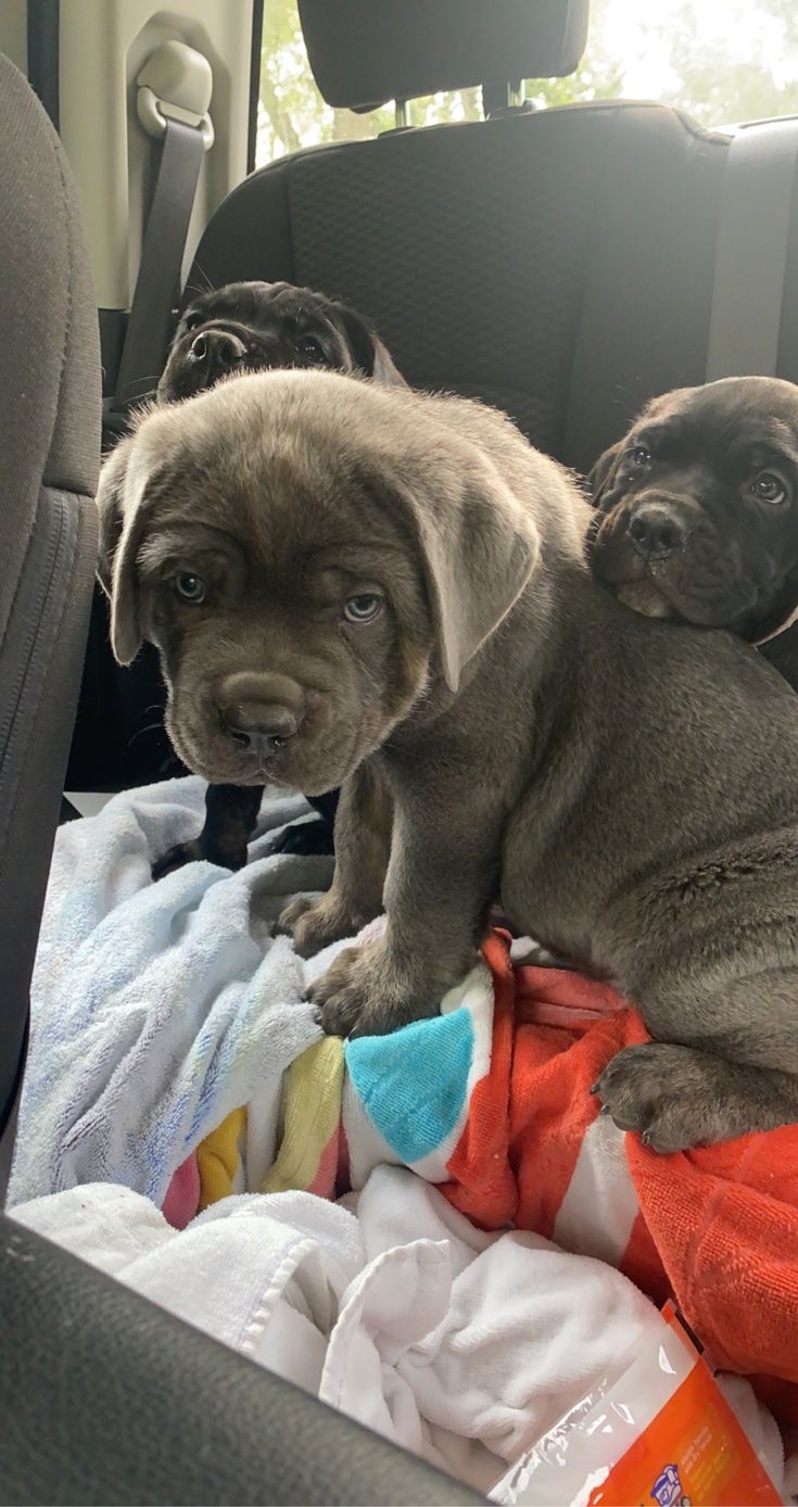 two puppies are sitting in the back seat of a car and one is looking at the camera