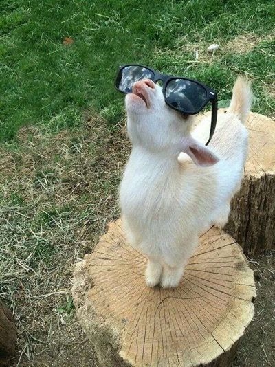 a small white dog wearing sunglasses on top of a tree stump