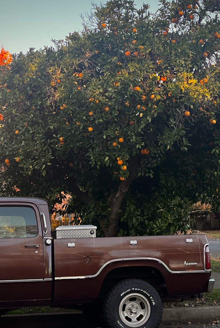 a brown truck parked in front of an orange tree with lots of oranges on it