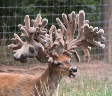 a deer with very large antlers standing in the grass