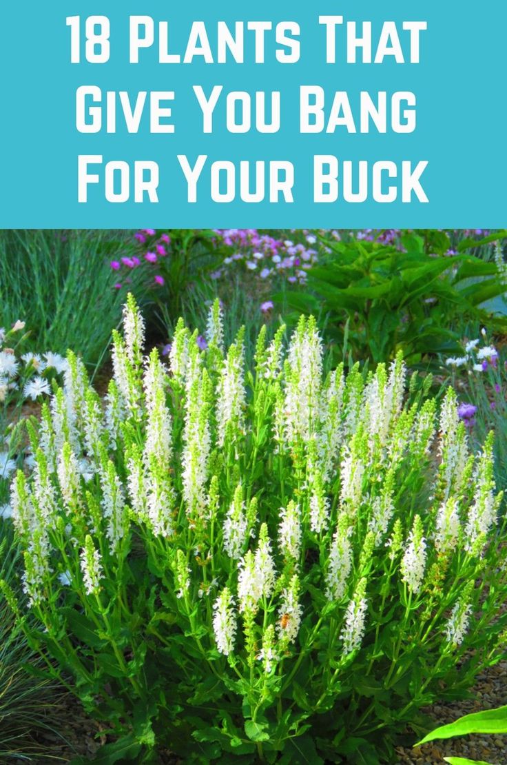 Bushy Plants For Garden, Low Matinance Landscape Front Yard, Front Yard Landscaping Plant Ideas, Southern Style Landscaping, Front Yard Landscaping Design Minimalist, Garden Path Landscaping, Southern Living Gardens Front Yards, Short Landscape Plants, Lawn And Garden Landscapes