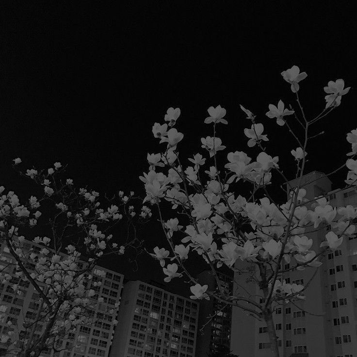 black and white photograph of flowers in front of tall buildings at night with dark sky