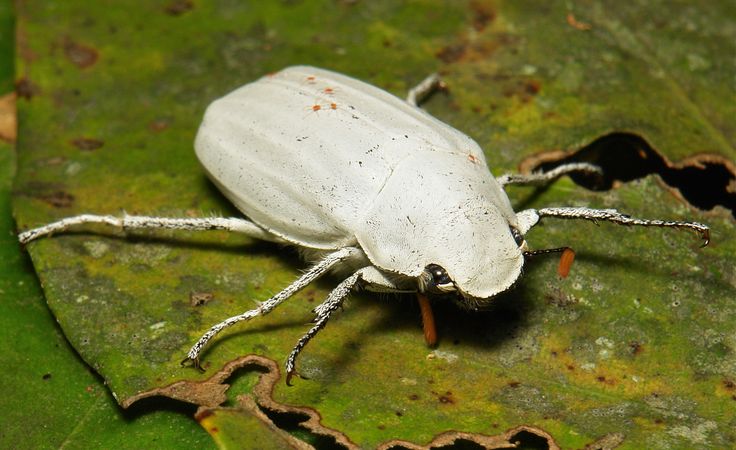 a white bug sitting on top of a green leaf