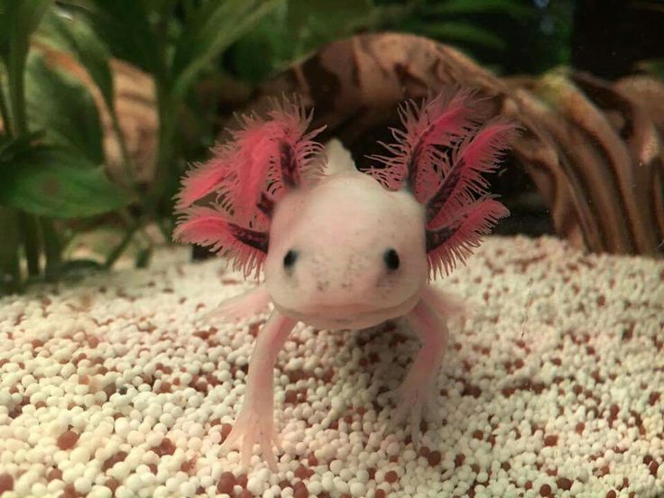 a pink and white fish with red hair on it's head in an aquarium