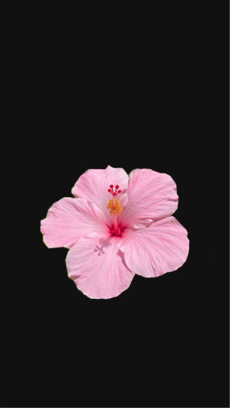 a pink flower is in the middle of a black background with space for an image