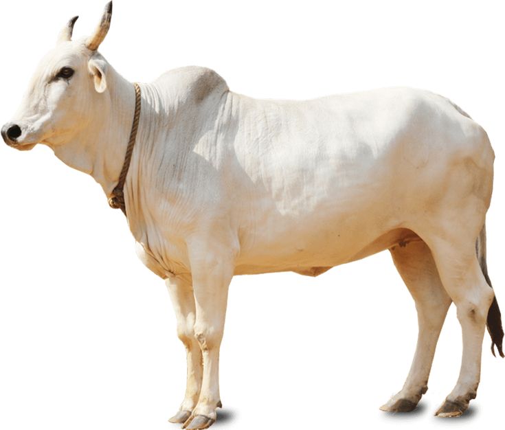 a white cow standing on top of a white ground