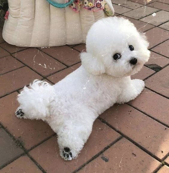 a small white dog laying on top of a brick floor next to a stuffed animal