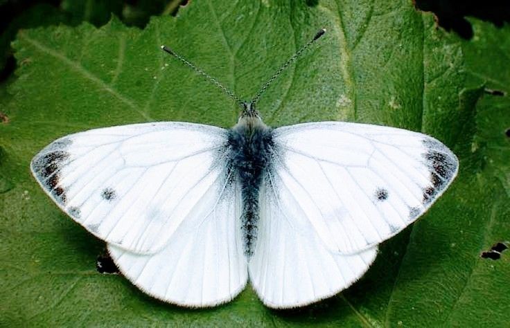 a white butterfly sitting on top of a green leaf