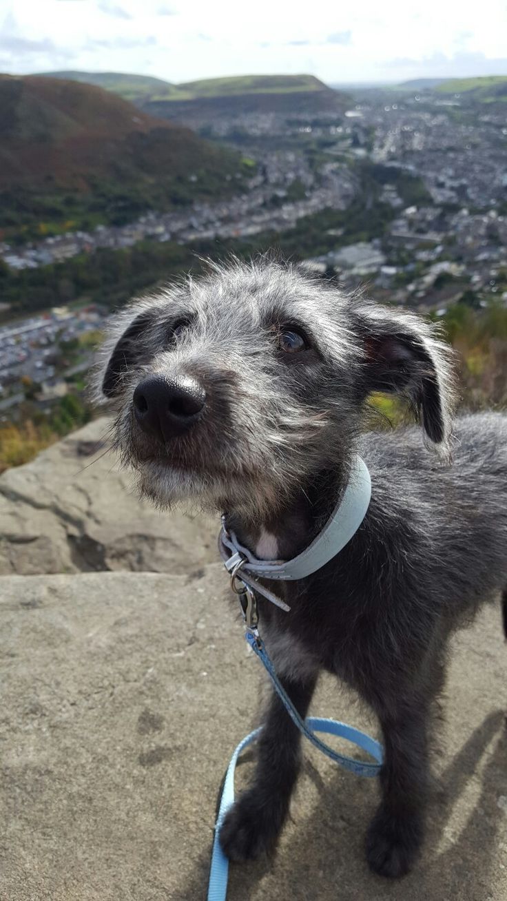 a small gray dog standing on top of a rock