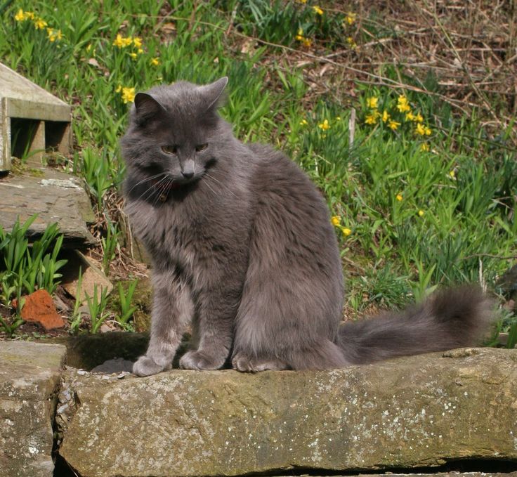 a gray cat sitting on top of a rock