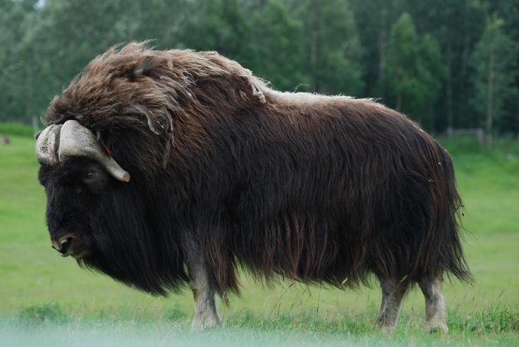 an animal that is standing in the grass