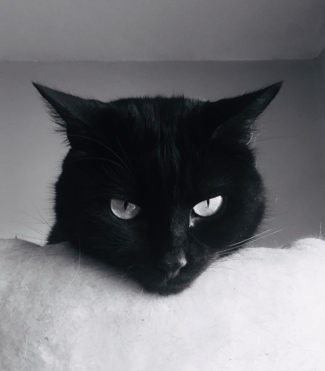 a black cat with green eyes sitting in a cardboard box on top of a white blanket