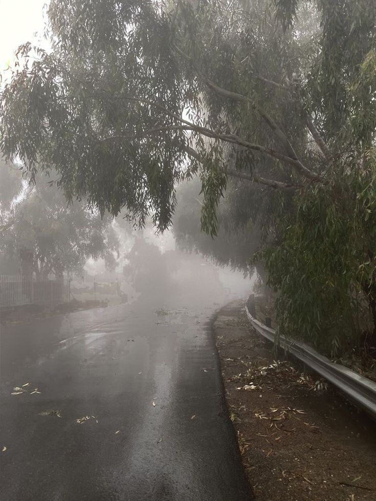 a street with trees on both sides and fog in the air