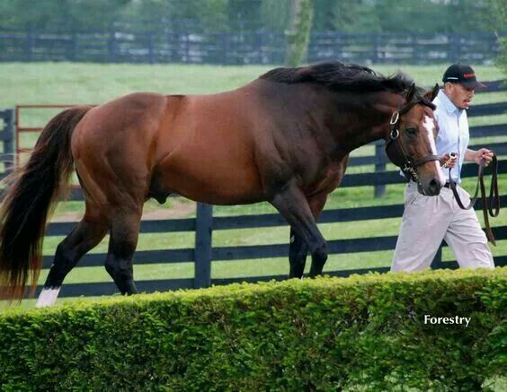 a man leading a brown horse across a lush green field