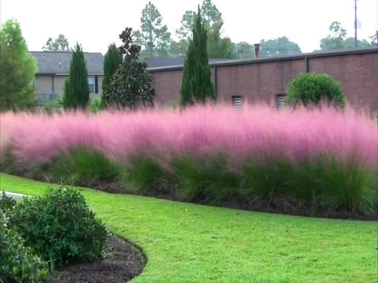 pink flowers are in the middle of a green lawn with bushes and trees behind it