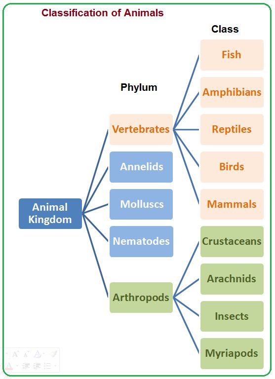 an animal kingdom diagram with all the animals in it