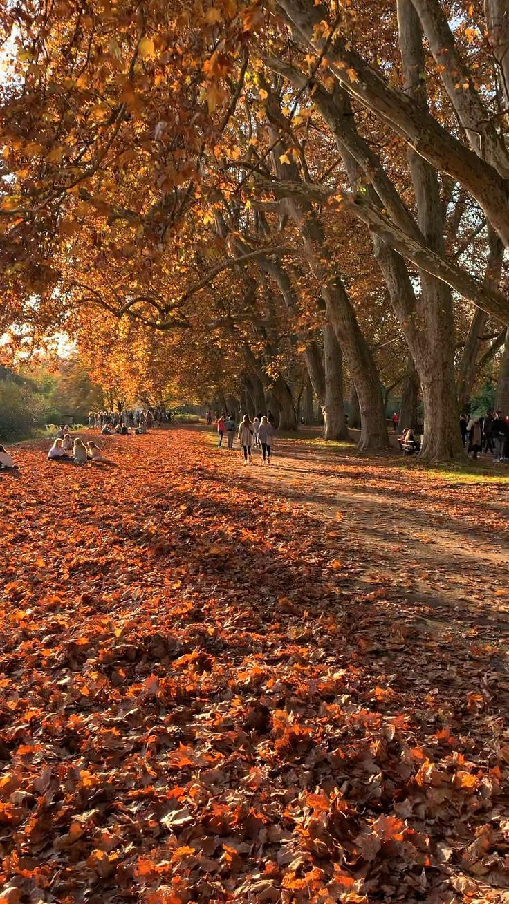 people walking down a leaf covered path in the fall season with trees lining both sides