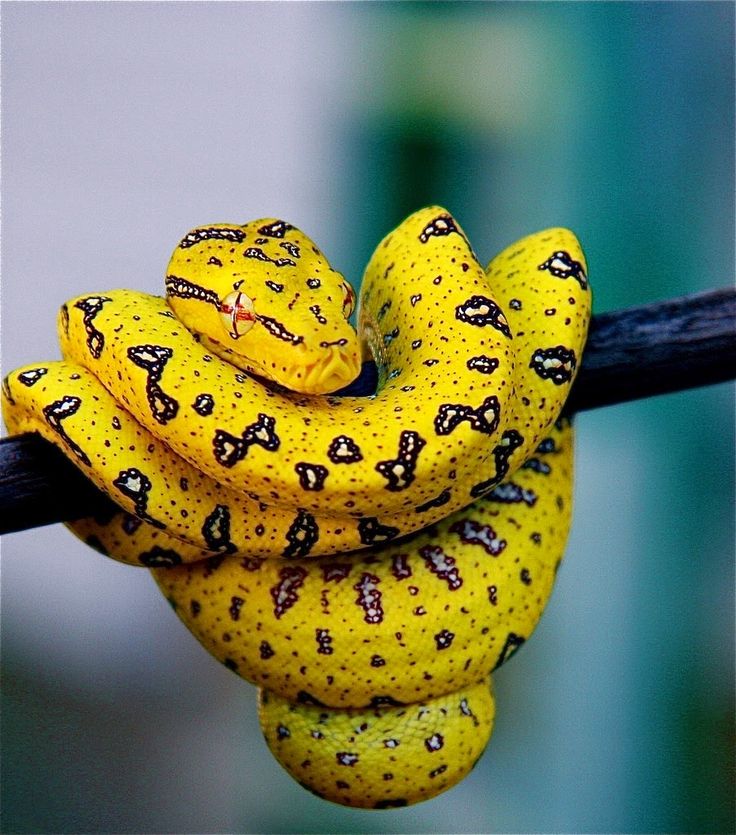 a close up of a yellow snake on a branch