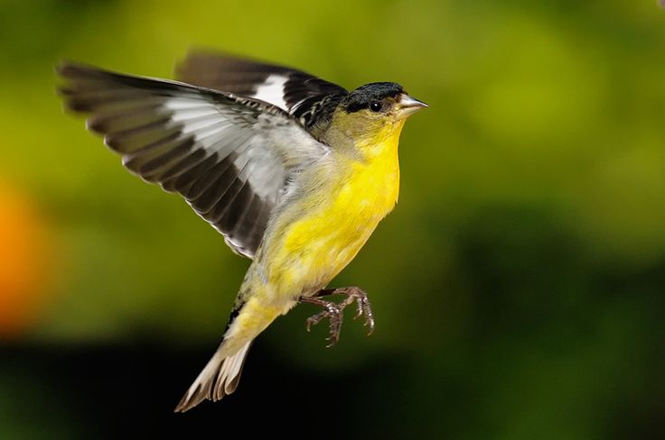 a yellow and black bird flying in the air