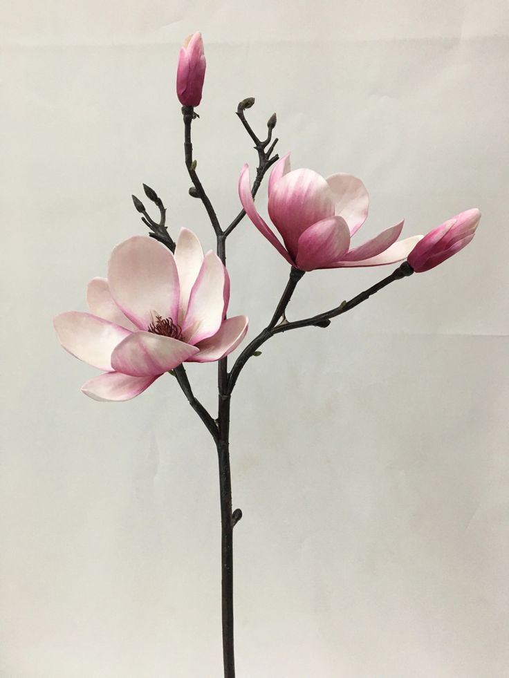 Marissa Cooper, Magnolia Branch, Pink Magnolia, Nothing But Flowers, The Oc, Arte Floral, Flower Photos, Nurseries, Flower Pictures