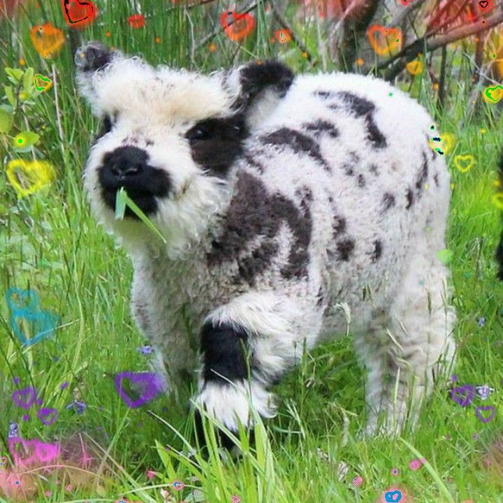 a black and white dog standing on top of a lush green field