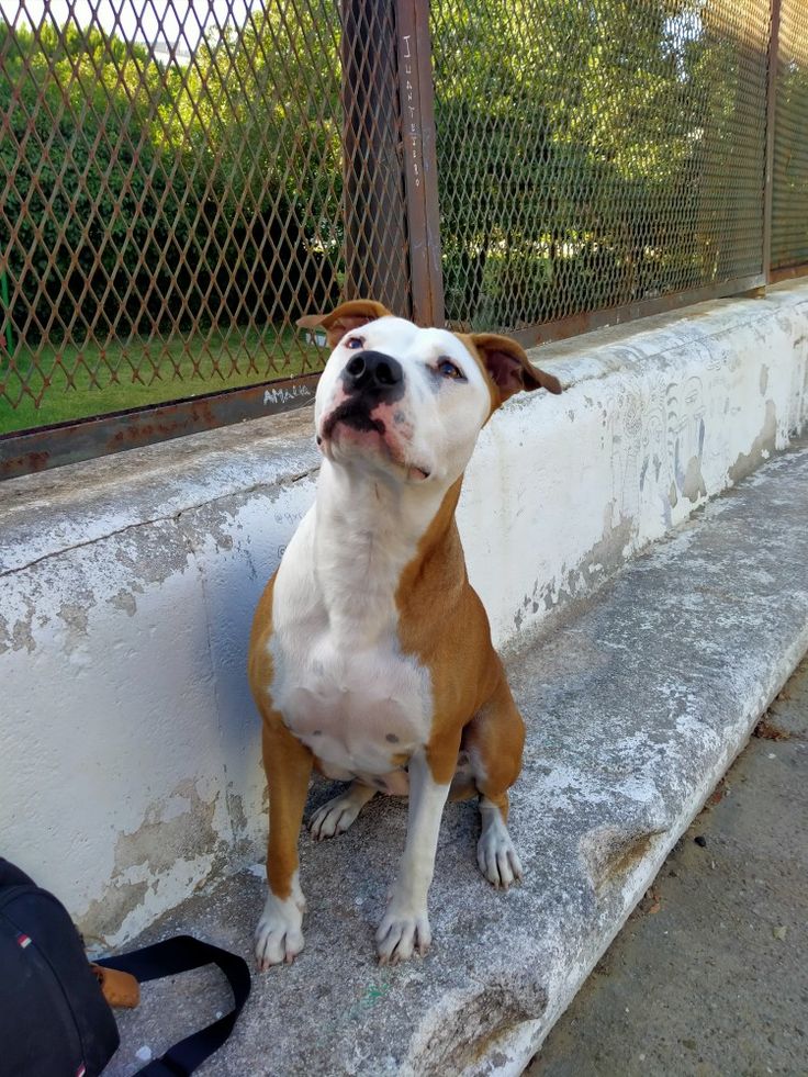 a brown and white dog sitting on top of a cement bench next to a fence