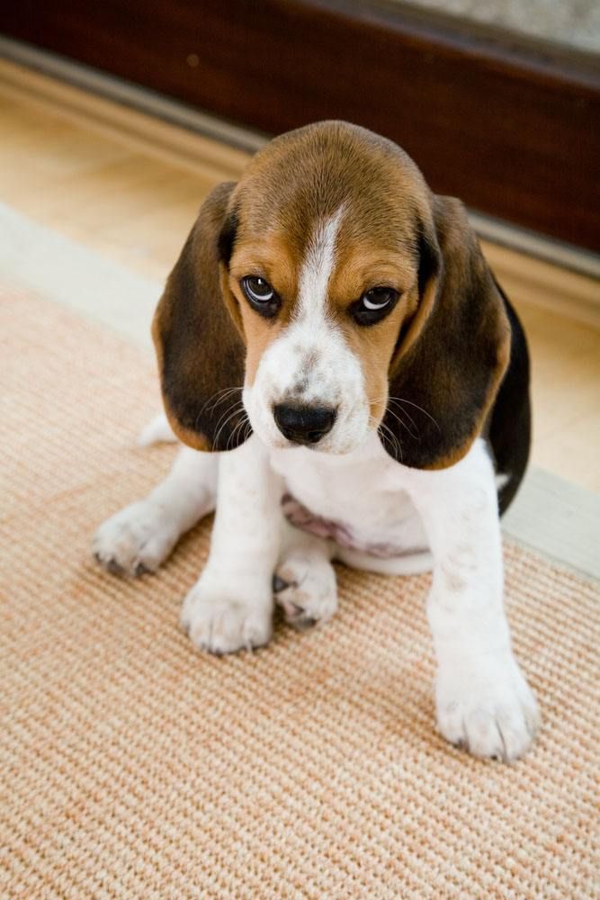 Beagle dog needs help to find a good name Beagle Names, Beagle Pups, Baby Beagle, Pocket Beagle, Female Dog Names, Cute Beagles, Best Dog Breeds, Beagle Puppy, Beagle Dog