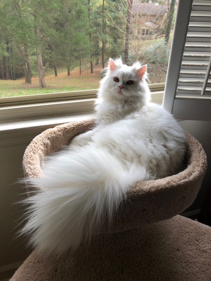 a fluffy white cat sitting in a pet bed looking out the window with trees outside