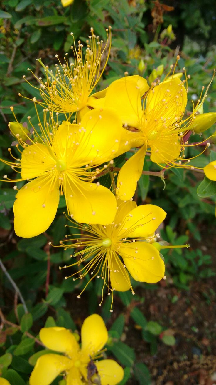 yellow flowers with water droplets on them