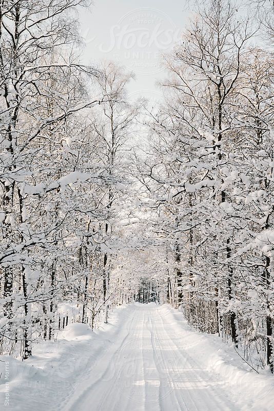 a snowy road surrounded by trees and snow covered ground