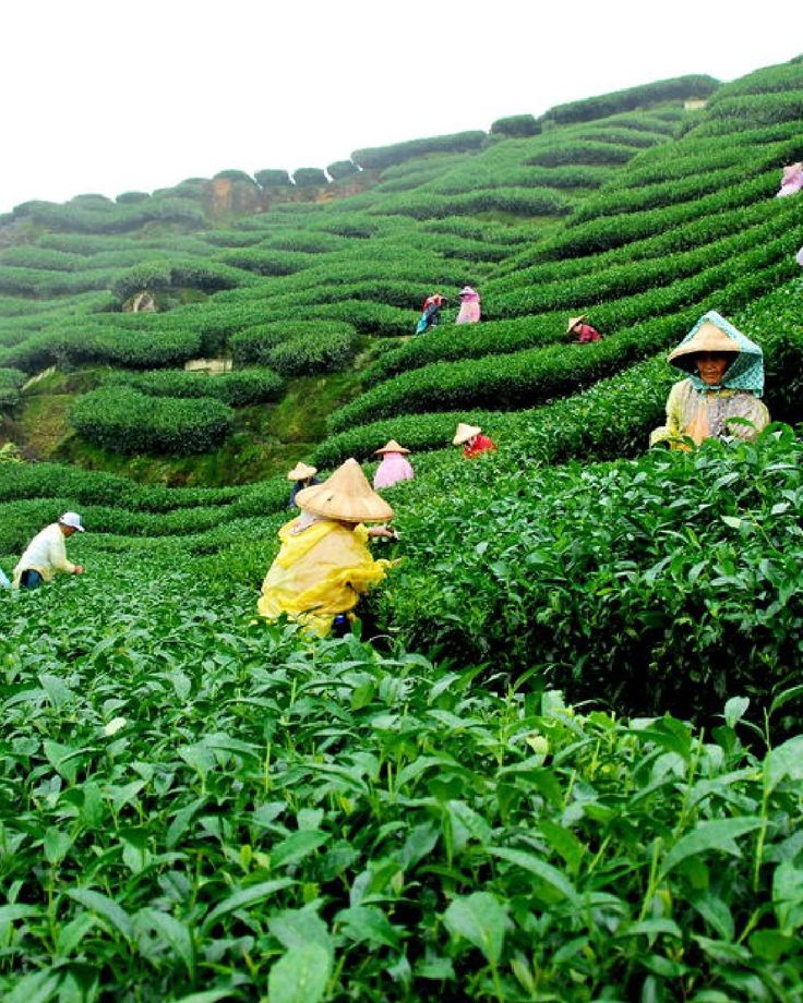 people picking tea leaves in the middle of a field