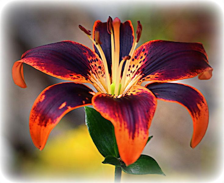 an orange and purple flower with green leaves