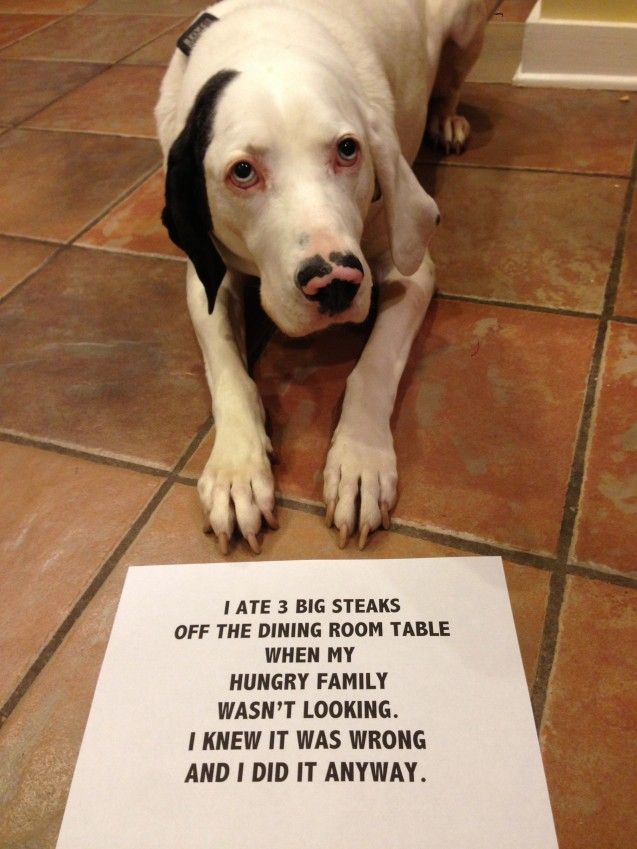 a dog sitting on the floor next to a sign that says, let's be strays off the dining room table when my hungry family was looking i knew it was wrong