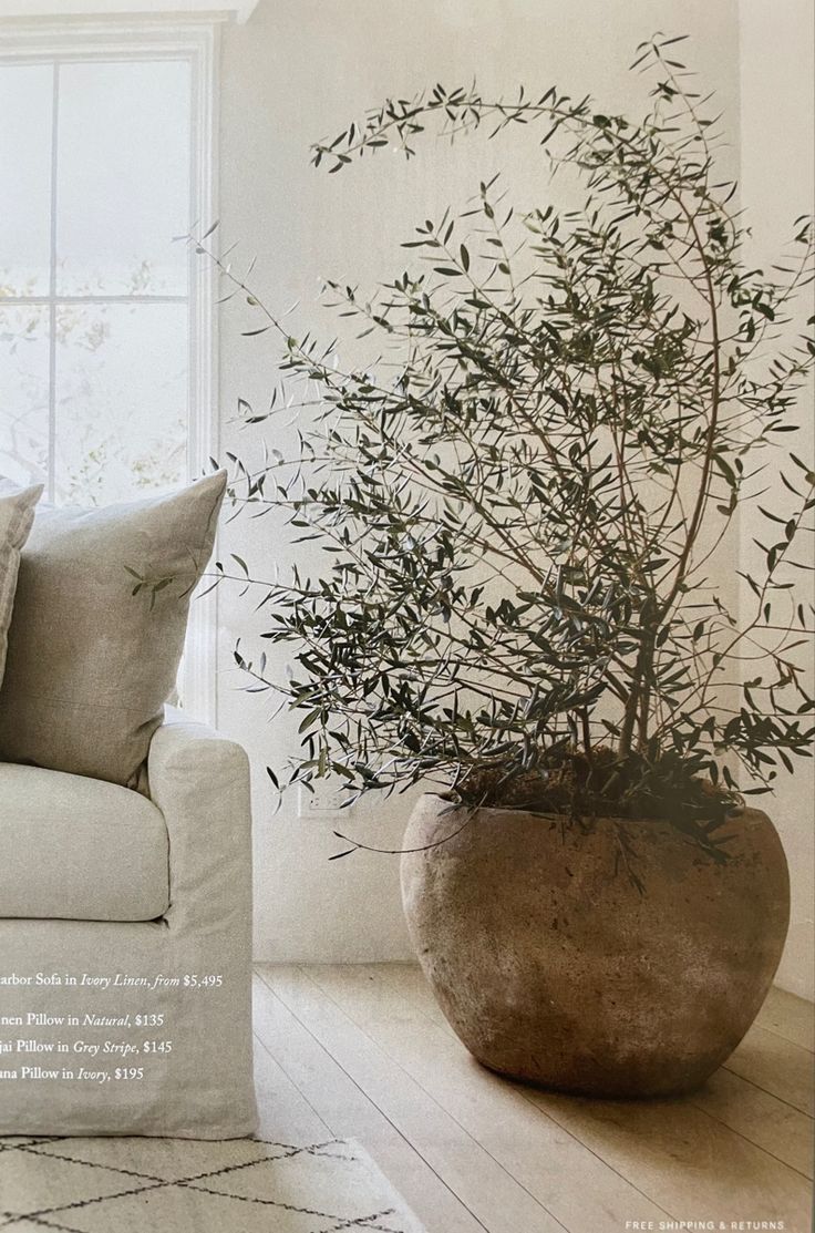 a large potted plant sitting on top of a white couch