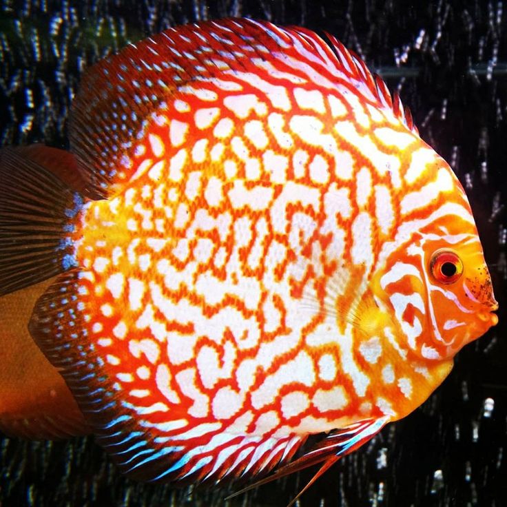 an orange and white fish is swimming in the water