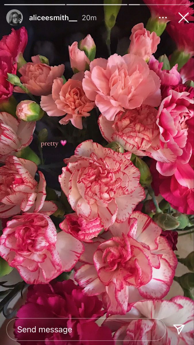 pink carnations are arranged in a vase on the phone's display screen