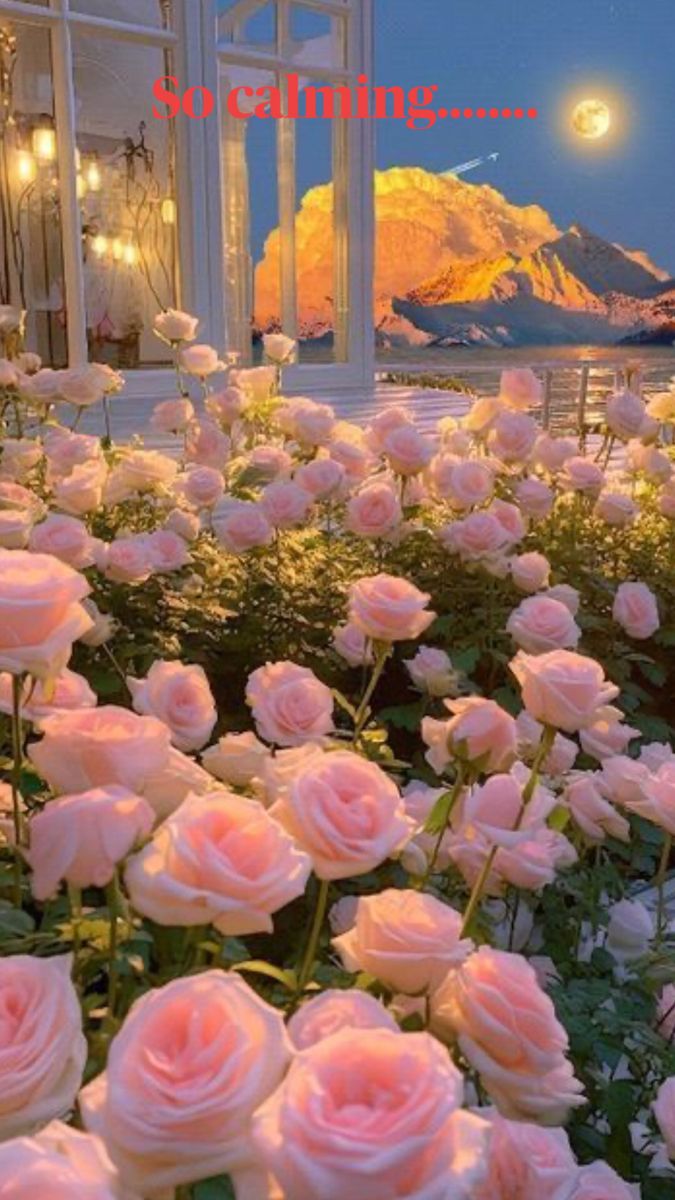 pink roses are blooming in front of an open window at night with the moon shining