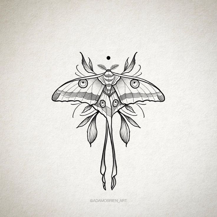 a black and white drawing of a moth with wings on it's back side