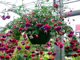 the hanging planter is filled with red flowers and green leaves, along with other plants