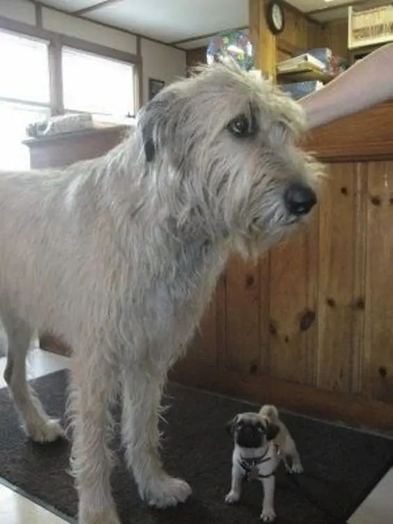 a white dog standing next to a small pug