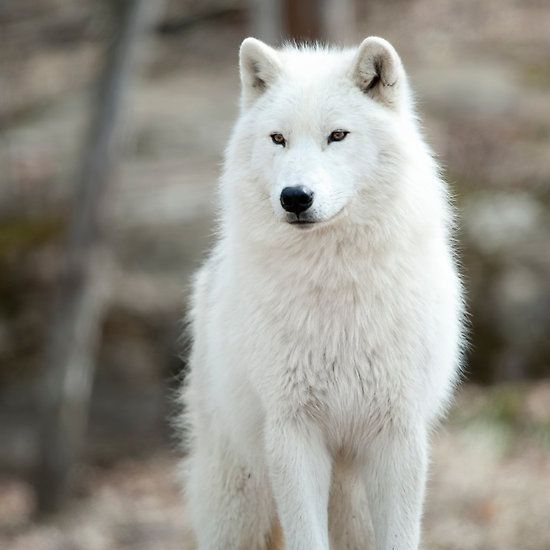 a white wolf standing on top of a rock