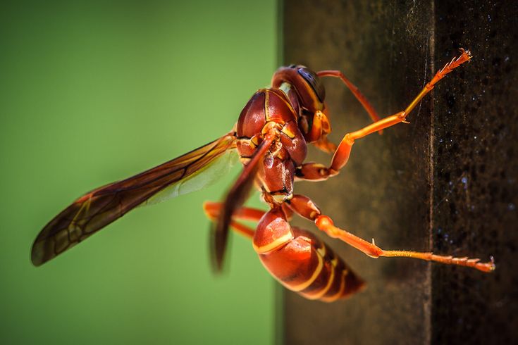 a red and yellow insect is hanging upside down on a piece of black metal with green background