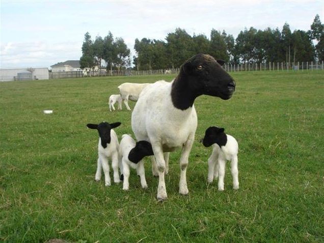 a black and white sheep standing in the grass with her two baby lambs next to it