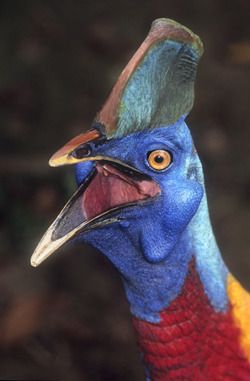 a close up of a colorful bird with an open beak