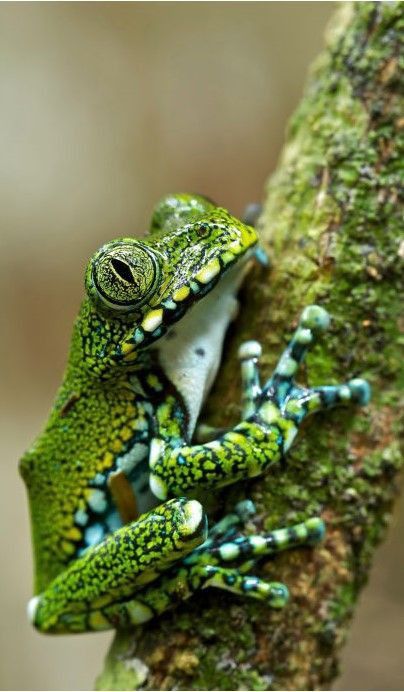 a green and yellow frog sitting on top of a tree branch