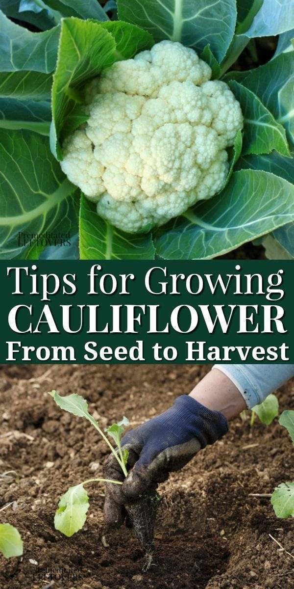 cauliflower growing from seed to harvest tips for growing cauliflower