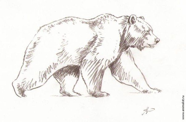 a drawing of a bear that is walking