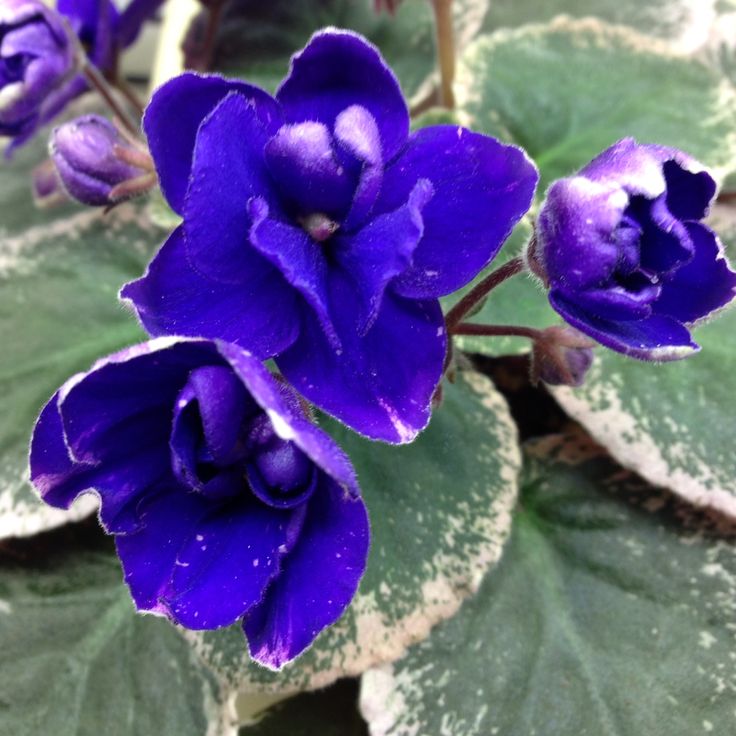 purple flowers with green leaves in the background