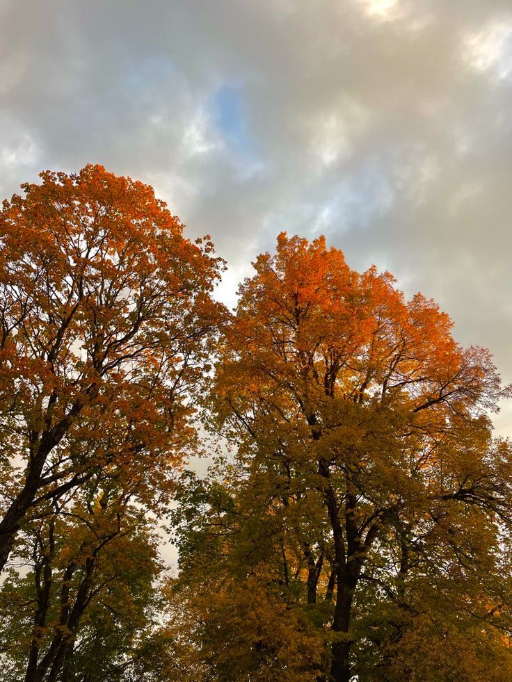 trees with orange and yellow leaves against a cloudy sky