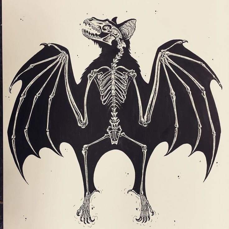 a black and white drawing of a dragon with skeleton bones on it's back